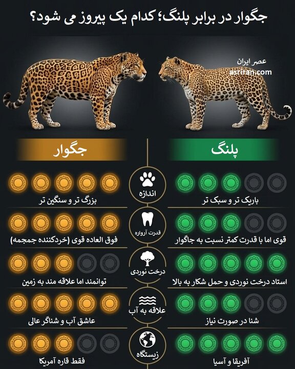در مقایسه میان جگوار و پلنگ، کدامیک برنده می‌شود؟