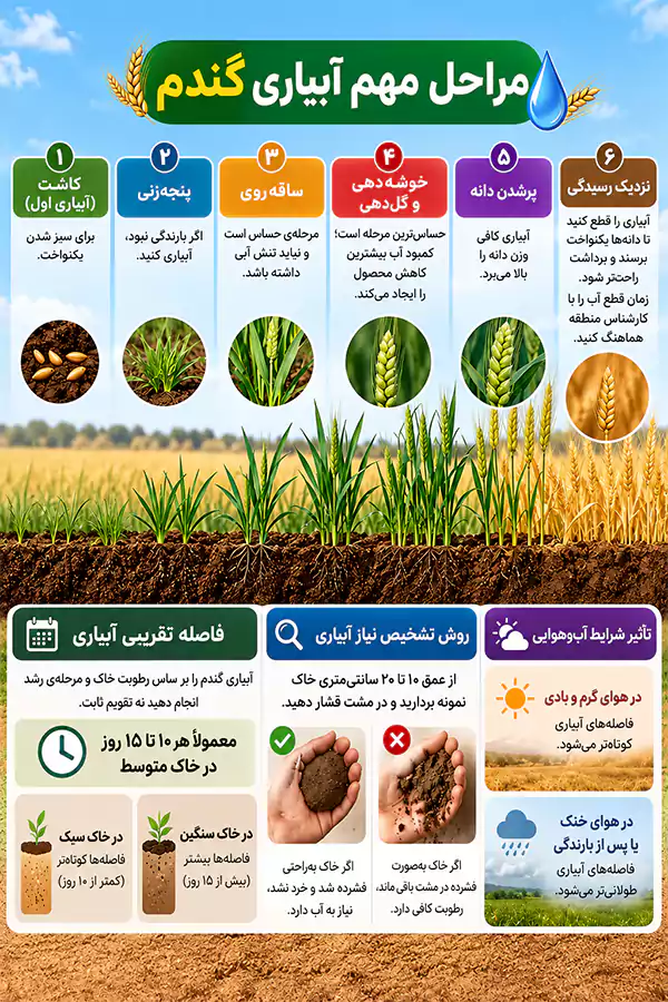 چگونه گندم بیشتری برداشت کنیم؟ 7 نکته + 4 روش کاهش ضایعات