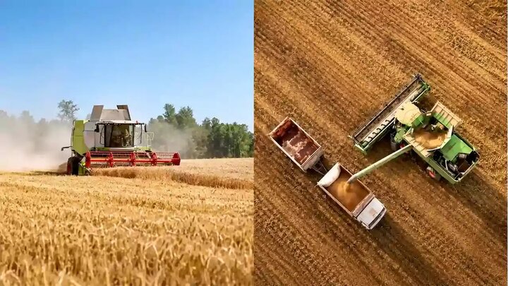 چگونه گندم بیشتری برداشت کنیم؟ 7 نکته + 4 روش کاهش ضایعات