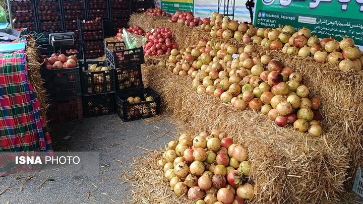 انار اشرف؛ میراث ۳۵۰۰ ساله بهشهر در مسیر برندسازی