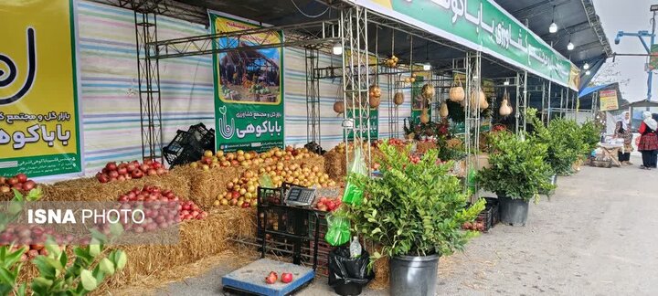 انار اشرف؛ میراث ۳۵۰۰ ساله بهشهر در مسیر برندسازی