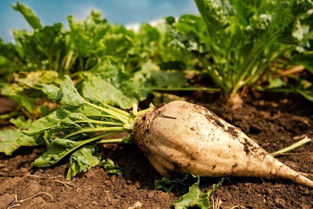پیش‌بینی برداشت ۱۴۰ هزار تن چغندرقند در اسدآباد