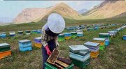 اعلام آغاز طرح ملی سرشماری زنبورستان‌های استان ایلام توسط جهاد کشاورزی