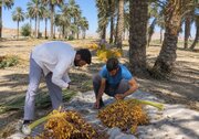 آغاز برداشت خرما در فسا/ پیش‌بینی تولید ۱۱۰۰ تن محصول