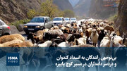 بی‌توجهی رانندگان به انسداد کندوان و دردسر دامداران در مسیر کوچ پاییزه