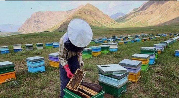 اعلام آغاز طرح ملی سرشماری زنبورستان‌های استان ایلام توسط جهاد کشاورزی