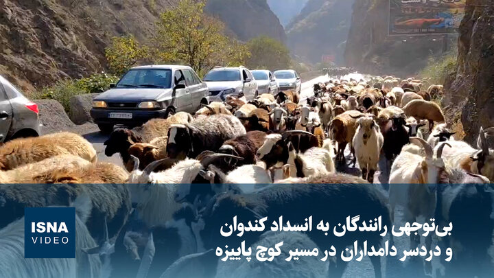 بی‌توجهی رانندگان به انسداد کندوان و دردسر دامداران در مسیر کوچ پاییزه