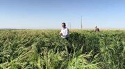 ثبت عملکرد ۲ تن در هکتار در کشت ارزن دانه‌ای در دهلران