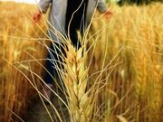 آغاز کشت غلات پاییزه در بیش از ۲۰ هزار هکتار از اراضی فامنین