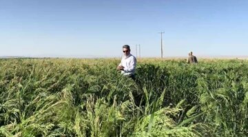 ثبت عملکرد ۲ تن در هکتار در کشت ارزن دانه‌ای در دهلران