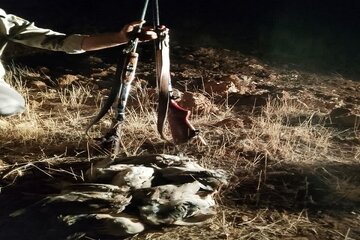 دستگیری متخلفان شکار پرندگان وحشی در منطقه حفاظت شده هلن