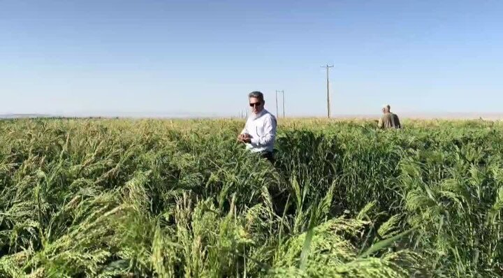 ثبت عملکرد ۲ تن در هکتار در کشت ارزن دانه‌ای در دهلران