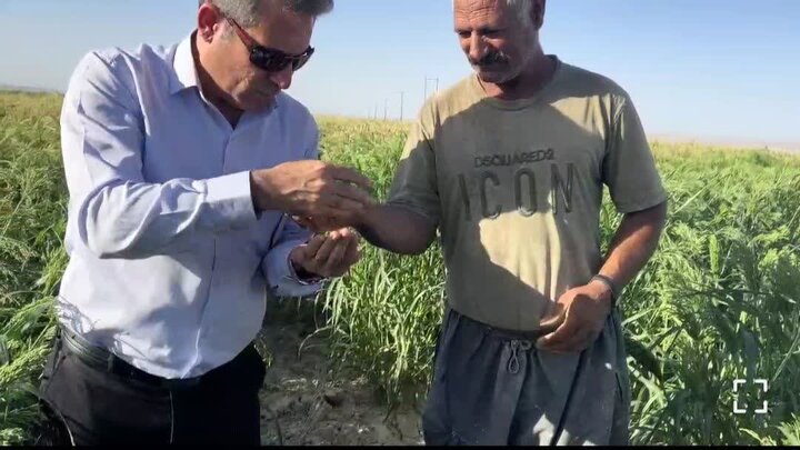 ثبت عملکرد ۲ تن در هکتار در کشت ارزن دانه‌ای در دهلران