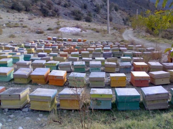 سرشماری زنبورستان‌های شهرستان رستم از دوم آبان آغاز می‌شود