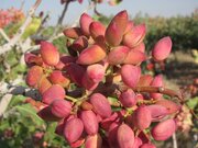 اجرای طرح آزمایشی سازگاری ارقام نوین پسته با اقلیم نی‌ریز