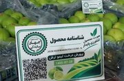 نصب کد QR روی خرما و لیموترش فارس برای نخستین بار