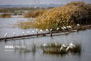 پیشرفت ۸۵ درصدی پروژه برج پرنده‌نگری تالاب بین‌المللی شادگان