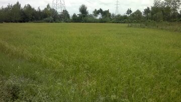 برداشت راتون از ۲۰ هزار هکتار از شالیزارهای گیلان