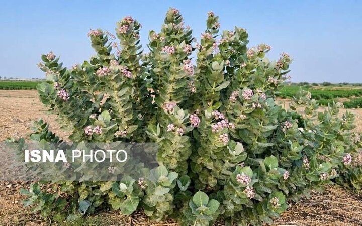 استبرق؛ گیاهی با کاربردهای صنعتی و زیست‌فناورانه