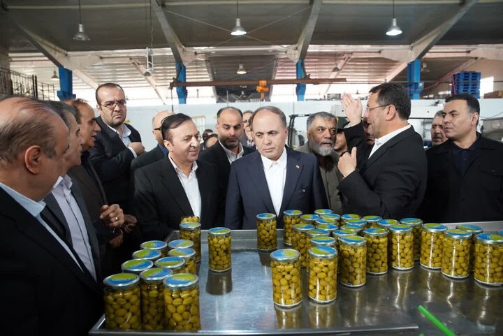 وزیر جهاد کشاورزی از یک واحد فرآوری زیتون در قزوین بازدید کرد