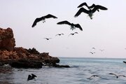 تاثیر جنگ سمی آمریکا بر یکی از منحصر به فردترین دریاهای کره زمین