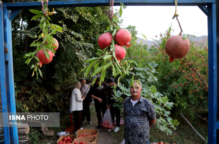 جشنواره انار نمهیل؛ از رونق باغداری تا توسعه گردشگری جنوب اردبیل+تصاویر