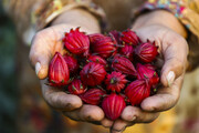 برداشت چای ترش در روستای علوه