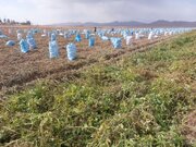 پیش‌بینی برداشت ۲۷ هزار تن سیب‌زمینی در آباده