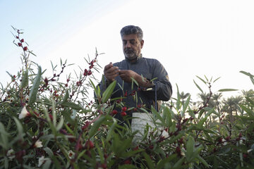 کشت چای ترش در علوه به دهه ۱۳۶۰ هجری شمسی بازمی‌گردد.