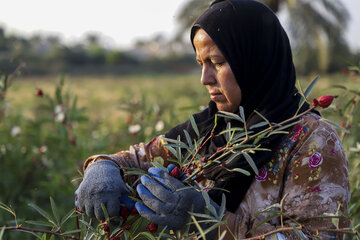 برداشت چای ترش در روستای علوه