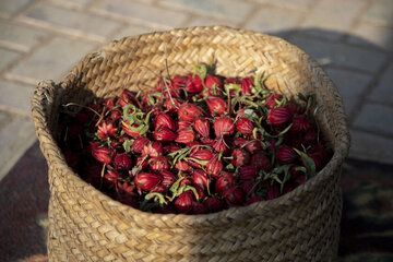 برداشت چای ترش در روستای علوه