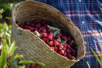 برداشت چای ترش در روستای علوه