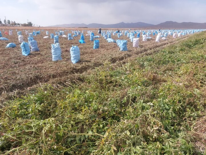 پیش‌بینی برداشت ۲۷ هزار تن سیب‌زمینی در آباده