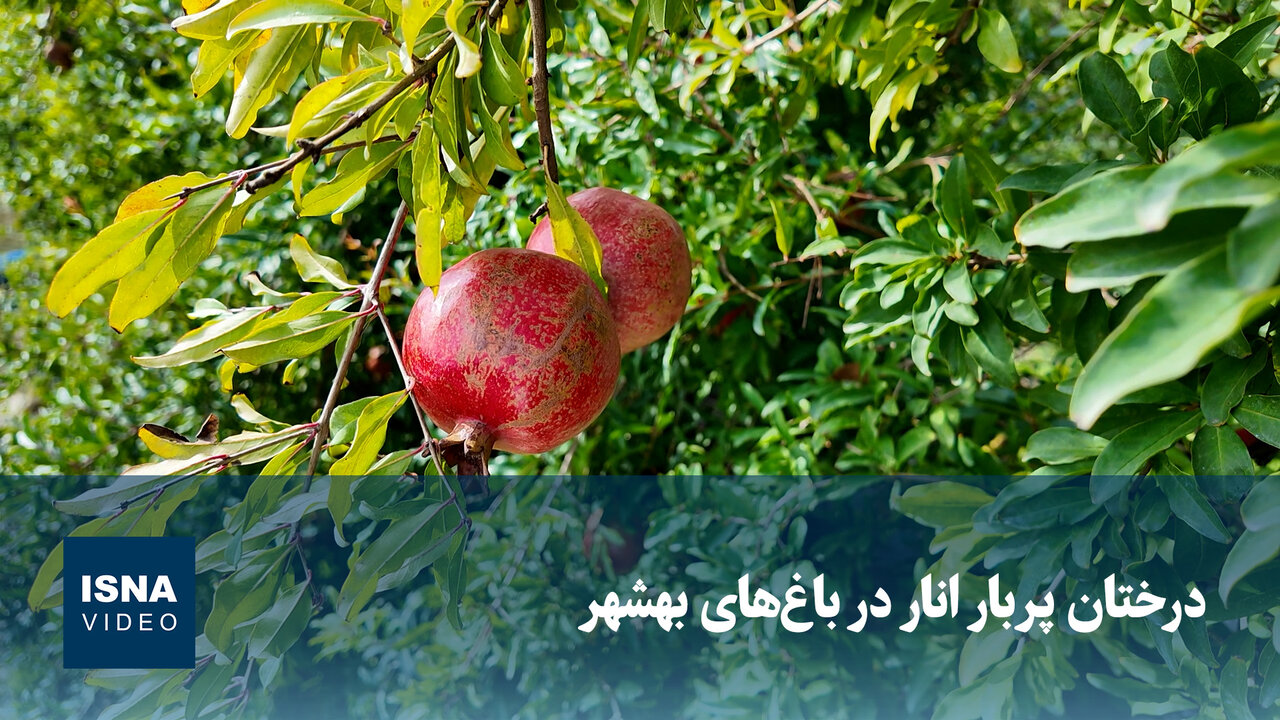 درختان پر بار انار در باغهای بهشهر