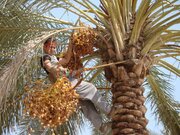 پیش‌بینی برداشت بیش از ۳۰ هزار تن خرما در فراشبند/ بالا رفتن کرایه حمل؛ از مشکلات صادرات