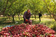برداشت سیب های پاییزی در باغ های شهرستان رزن - همدان