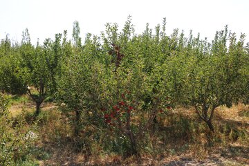 برداشت سیب های پاییزی در باغ های شهرستان رزن - همدان