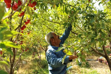 آقای قاسمی به همراه اعضای خانواده در حال برداشت سیب های پاییزی 