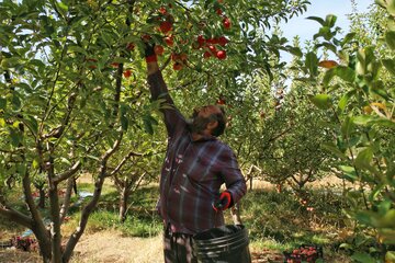 آقای قاسمی به همراه اعضای خانواده در حال برداشت سیب های پاییزی 