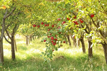برداشت سیب های پاییزی در باغ های شهرستان رزن - همدان