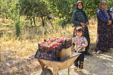 آقای قاسمی به همراه اعضای خانواده در حال برداشت سیب های پاییزی 