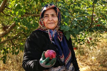 آقای قاسمی به همراه اعضای خانواده در حال برداشت سیب های پاییزی 