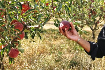 برداشت دستی سیب های پاییزی با هدف حفظ کیفیت میوه و جلوگیری از آسیب دیدگی محصول انجام میشود 