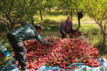 سیب های رسیده پس از چیده شدن از درختان ، برای انتقال به مرحله بسته بندی جمع آوری میشوند 