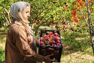 آقای قاسمی به همراه اعضای خانواده در حال برداشت سیب های پاییزی 