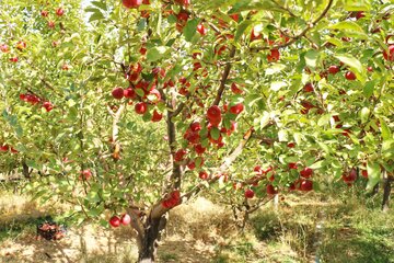 برداشت سیب های پاییزی در باغ های شهرستان رزن - همدان