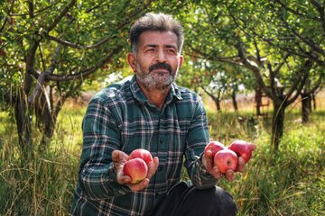 آقای قاسمی به همراه اعضای خانواده در حال برداشت سیب های پاییزی 