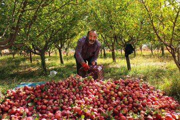 سیب های رسیده پس از چیده شدن از درختان ، برای انتقال به مرحله بسته بندی جمع آوری میشوند 