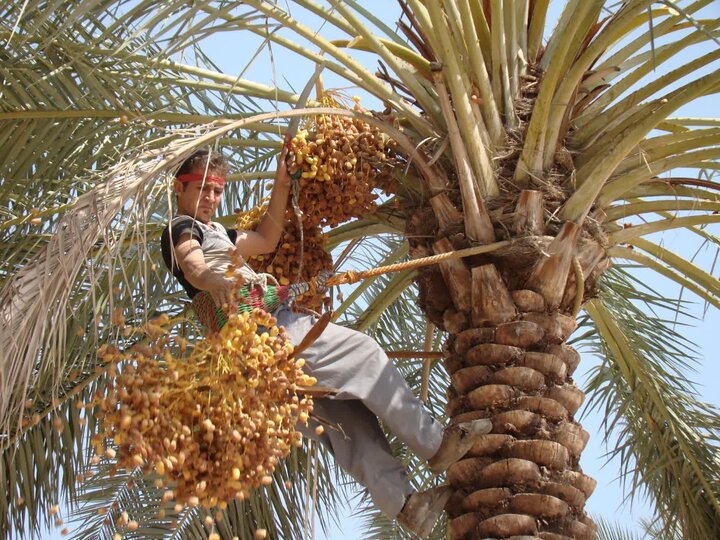 پیش‌بینی برداشت بیش از ۳۰ هزار تن خرما در فراشبند/ بالا رفتن کرایه حمل؛ از مشکلات صادرات