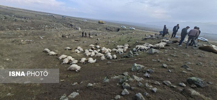 فرماندار ماکو: ۱۵۰ رأس گوسفند بدنبال بارش تگرگ و رعدو برق تلف شدند